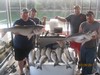 (07/28/2017) - Nice Striped Bass